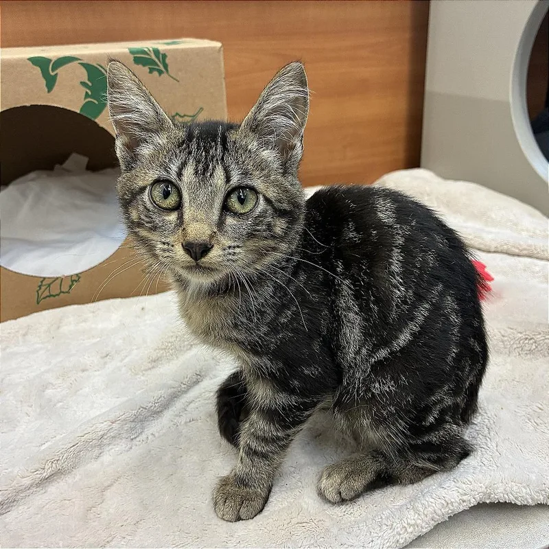 A baby small-sized female Brown / Chocolate Domestic Short Hair cat named Hazel for adoption in Saint Louis, MO