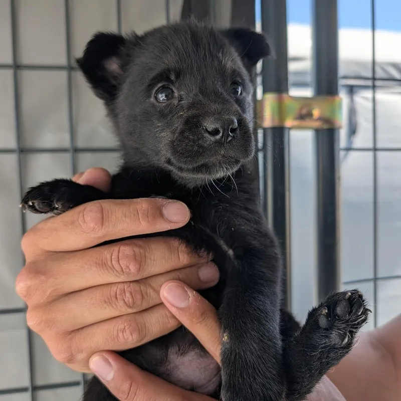 A baby small-sized female Black Mixed Breed dog named Echo for adoption in Park City, UT