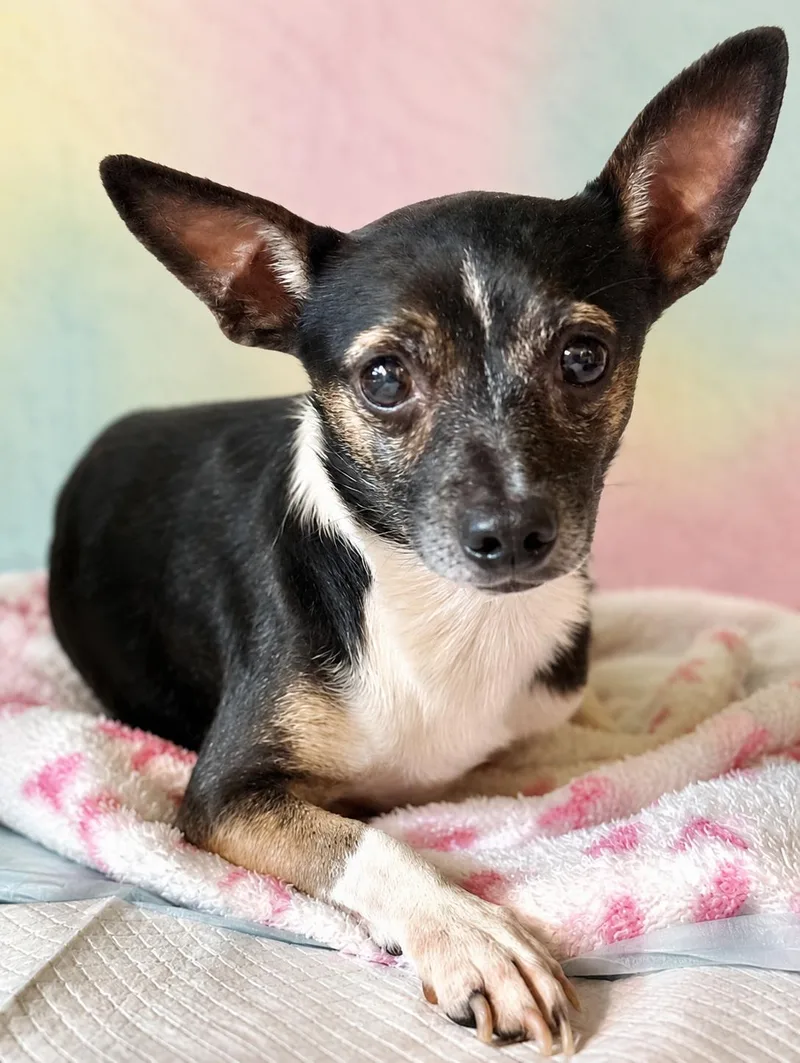 A senior small-sized male Tricolor (Brown, Black, & White) Chihuahua dog named Crenshaw for adoption in Boca Raton, FL