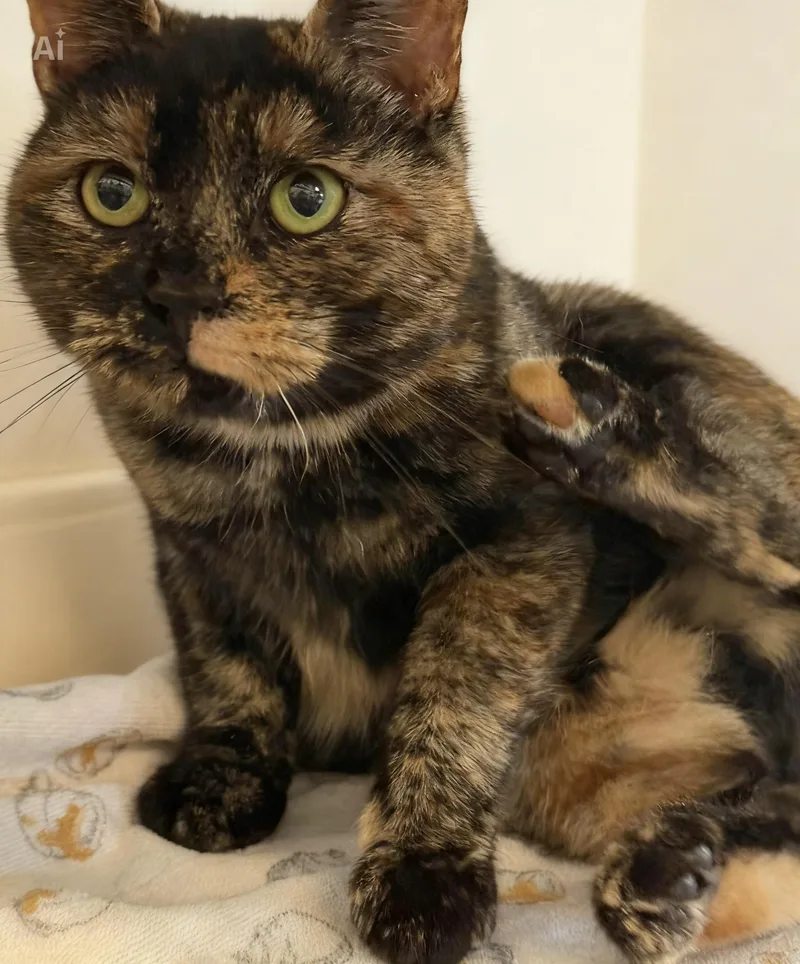 Tigerlily thumbnail 2