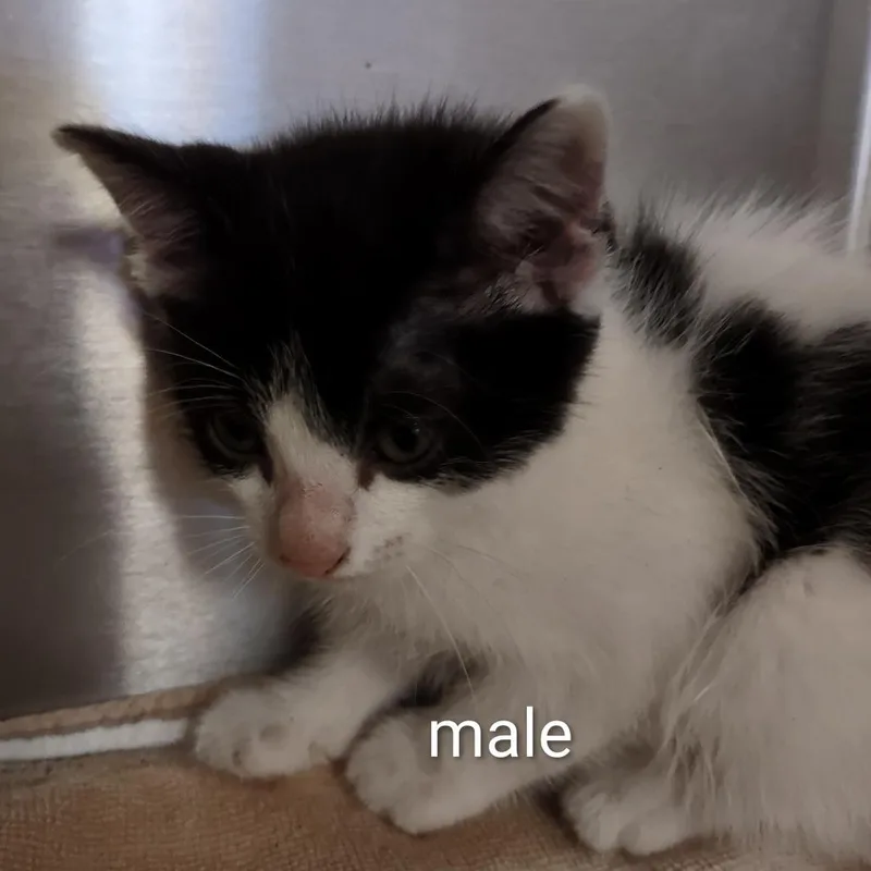 A baby small-sized male White Domestic Short Hair cat named Gizmo for adoption in Upland, CA