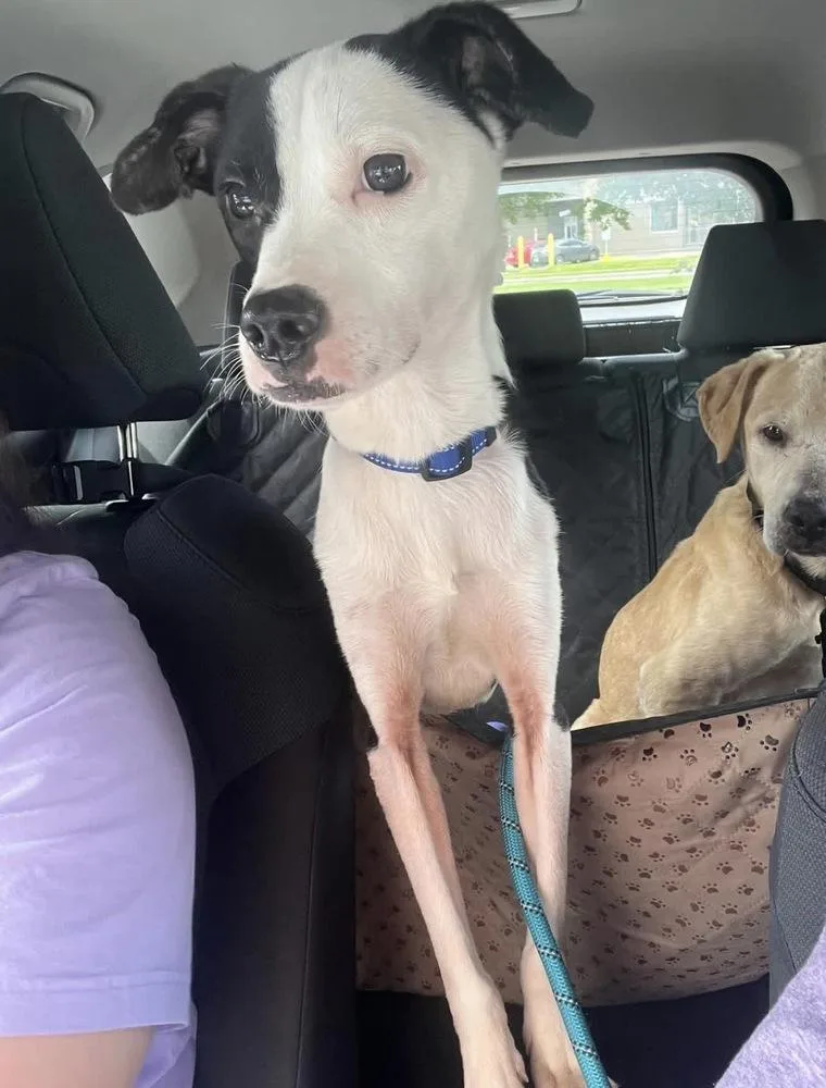 A young medium-sized male Tricolor (Brown, Black, & White) Mixed Breed dog named Radio Flyer for adoption in Brookshire, TX