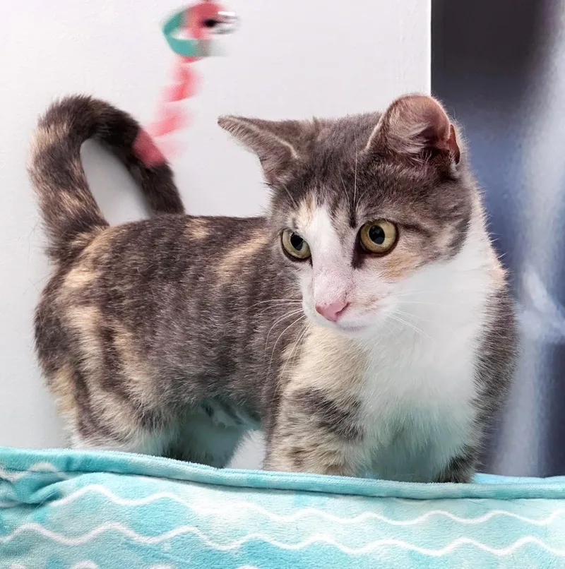 A young medium-sized female Domestic Short Hair cat named Dixie for adoption in Deltona, FL