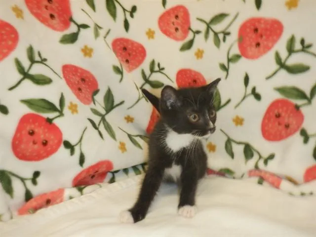 A baby small-sized male Domestic Short Hair cat named Popsicle for adoption in San Jose, CA