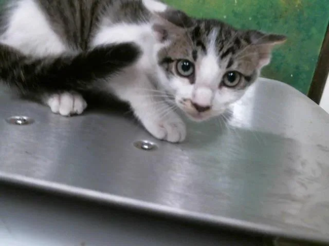 A baby small-sized male Domestic Short Hair cat named Tut for adoption in Houston, TX