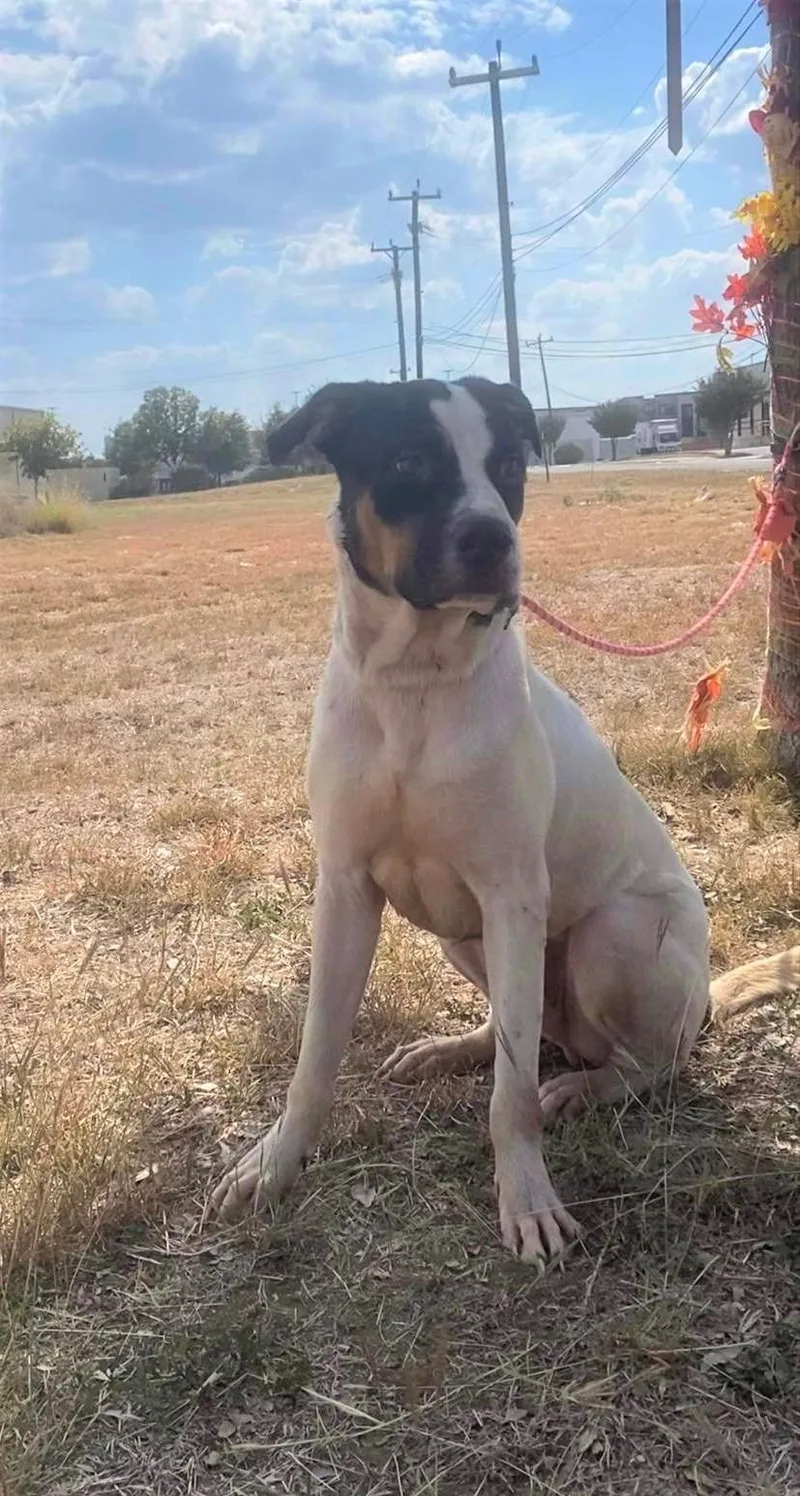 An adult large-sized male Tricolor (Brown, Black, & White) Shepherd dog named Merlin for adoption in San Antonio, TX