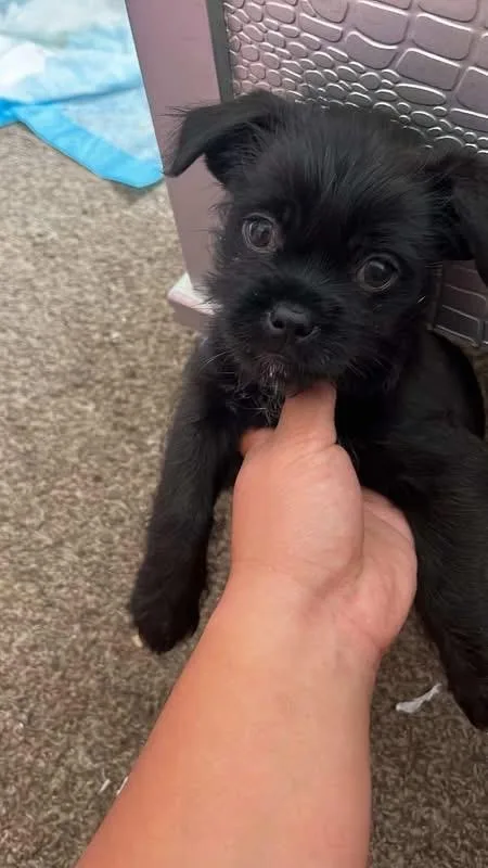 A baby small-sized female Black Pug dog named Bunz for adoption in Fresno, CA