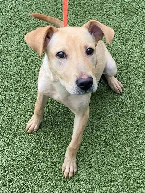 A young medium-sized male Labrador Retriever dog named Bailey for adoption in Fayetteville, NC