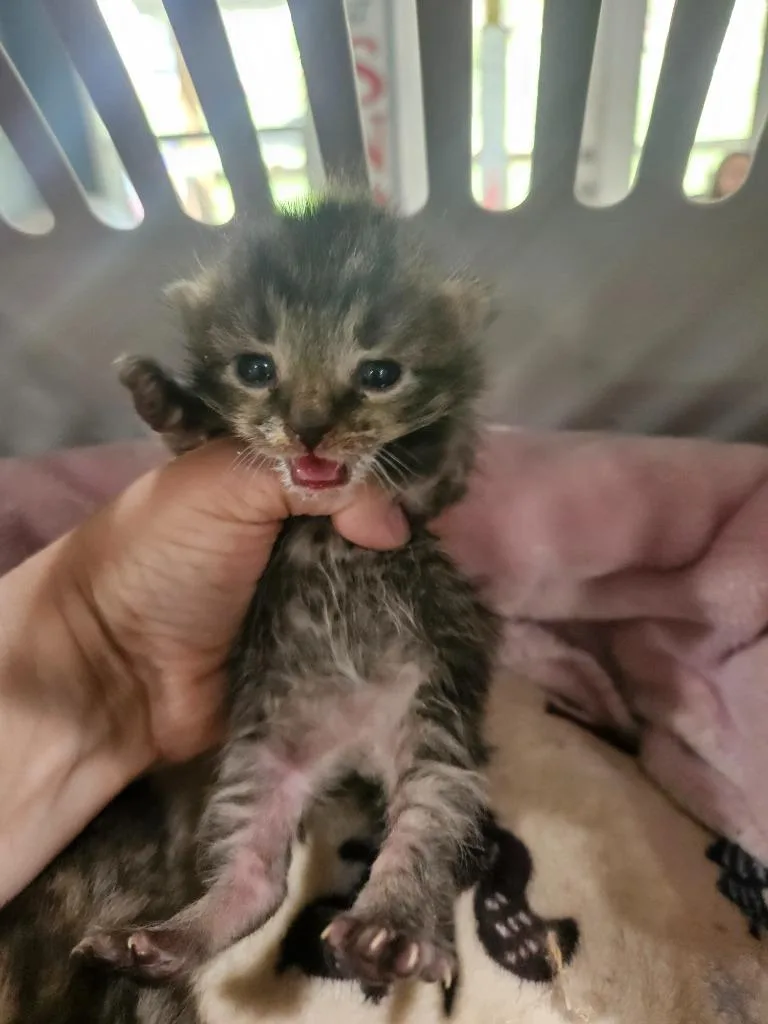 A baby medium-sized male Domestic Short Hair cat named Binxy for adoption in Johnson City, TN