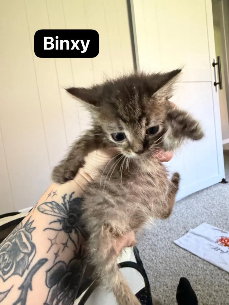 Binxy thumbnail 2