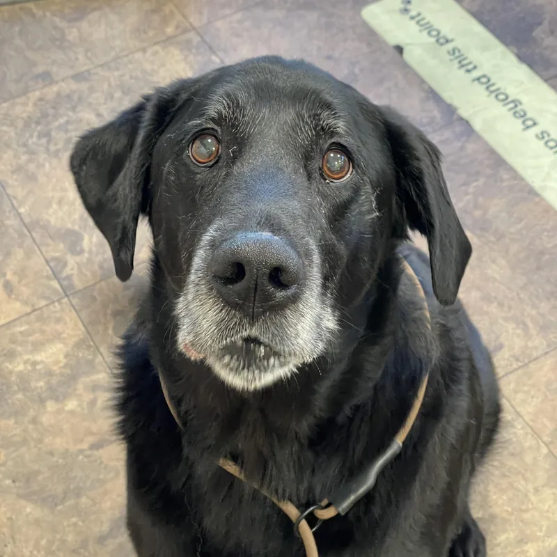 A senior large-sized female Black Labrador Retriever dog named Joon for adoption in Rancho Santa Margarita, CA