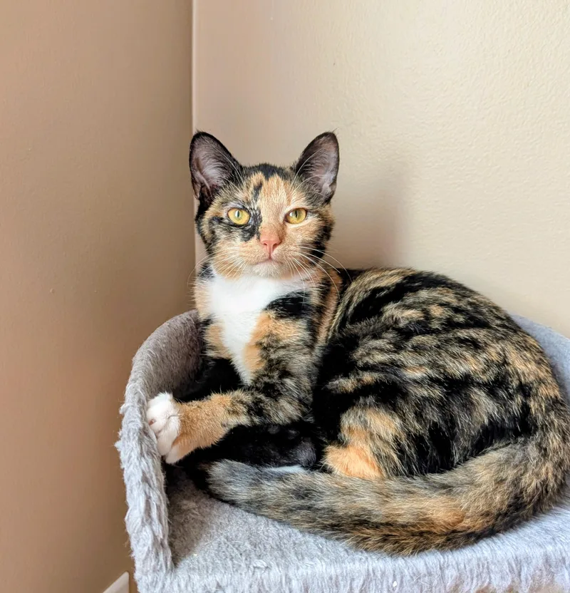 A baby medium-sized female Domestic Short Hair cat named Mei for adoption in Raeford, NC