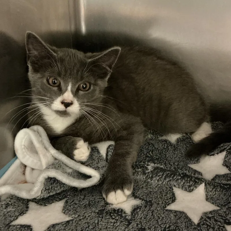 A baby small-sized male Gray / Blue / Silver Domestic Short Hair cat named Goldie for adoption in Elizabeth City, NC