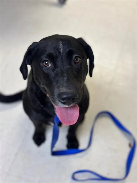 A young medium-sized female Labrador Retriever dog named Ember for adoption in Olivette, MO