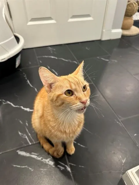 An adult medium-sized male Domestic Short Hair cat named Brittle for adoption in Dedham, MA