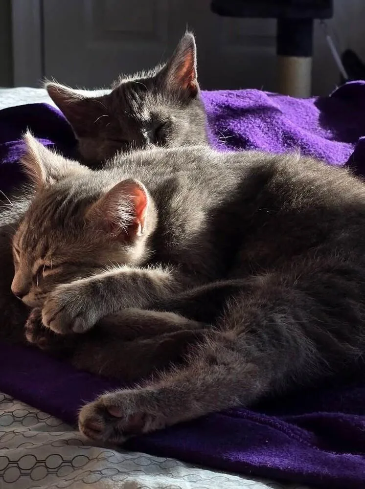 A baby medium-sized female Gray / Blue / Silver Domestic Short Hair cat named Quiche for adoption in Elmsford, NY
