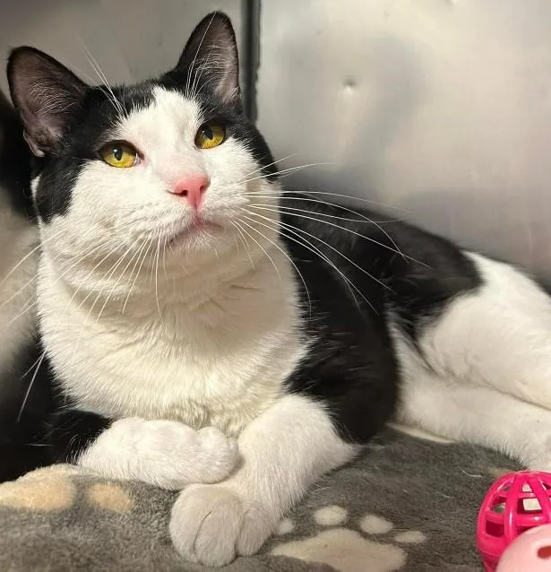 Mcsteamy thumbnail 2