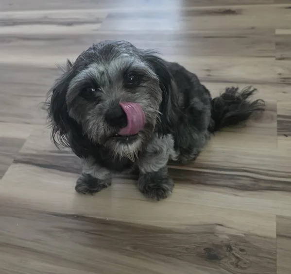 A young small-sized female Shih Tzu dog named Mia for adoption in Roanoke, VA