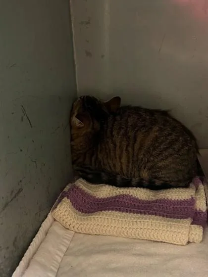 A young medium-sized female Domestic Short Hair cat named Rosalie for adoption in Verona, WI
