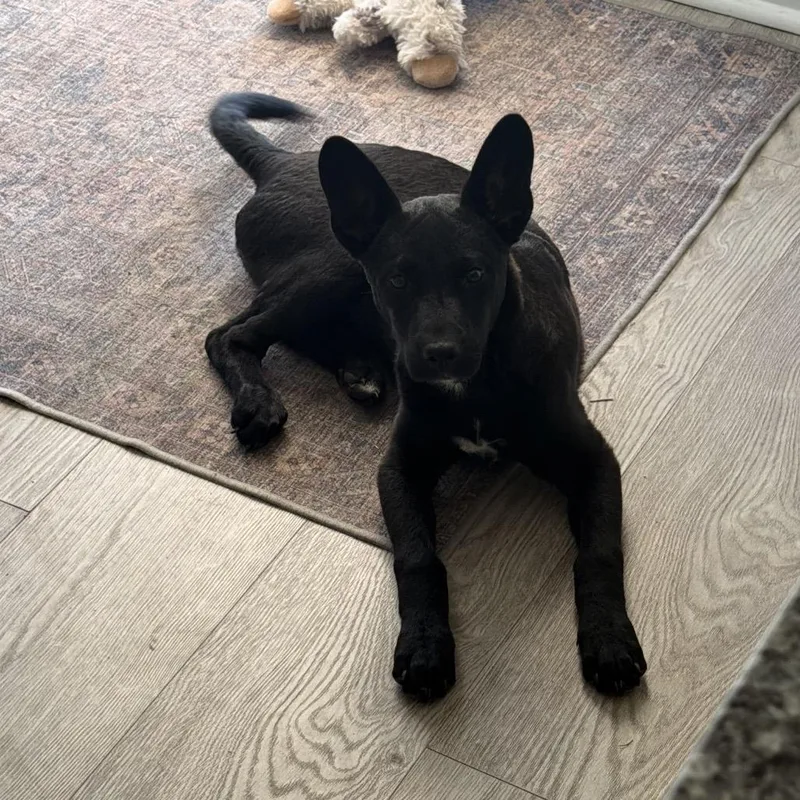 A baby small-sized female Black German Shepherd Dog dog named Pearl for adoption in Aberdeen, NC
