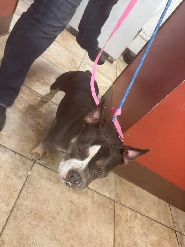 An adult large-sized female Tricolor (Brown, Black, & White) Mixed Breed dog named Street Corn for adoption in Cincinnati, OH