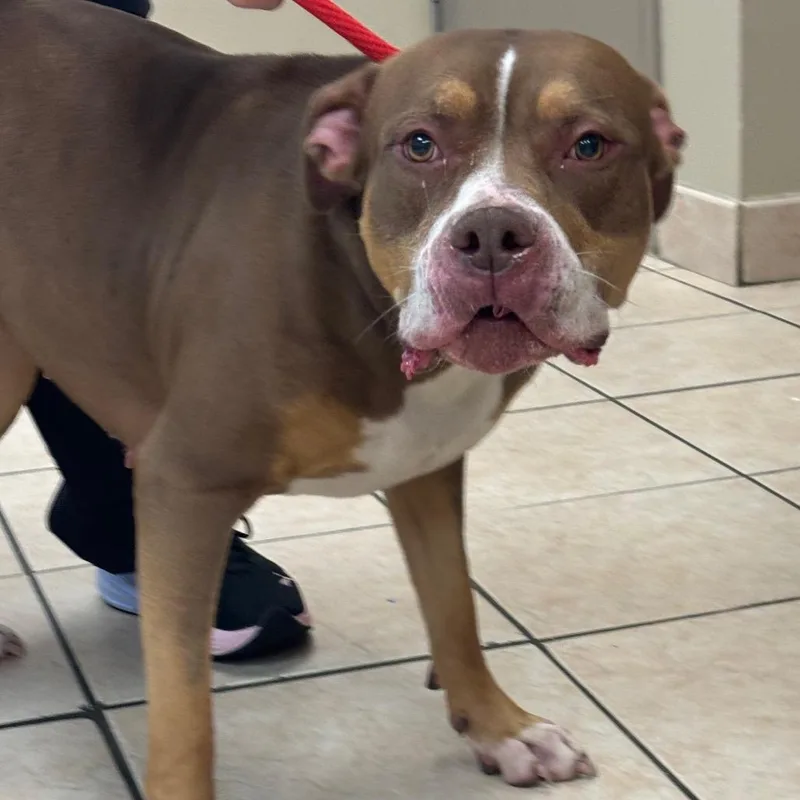 An adult large-sized female Brown / Chocolate Pit Bull Terrier dog named Wanda for adoption in Birmingham, AL