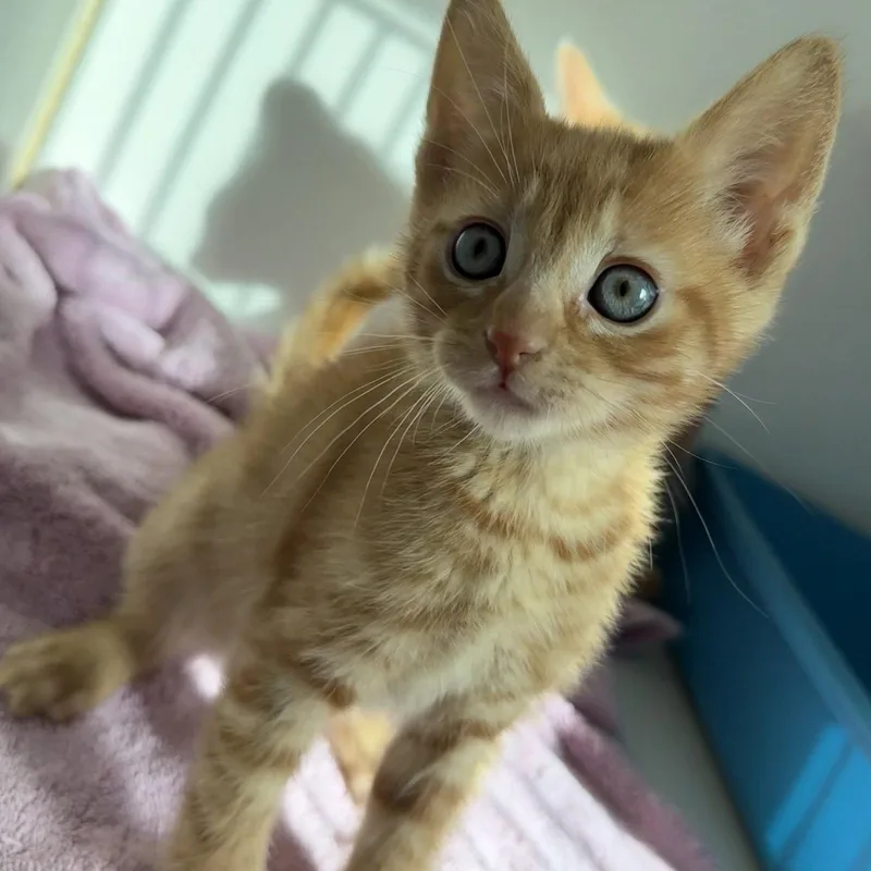 A baby small-sized male Orange / Red Domestic Short Hair cat named Riker for adoption in Oakland, CA