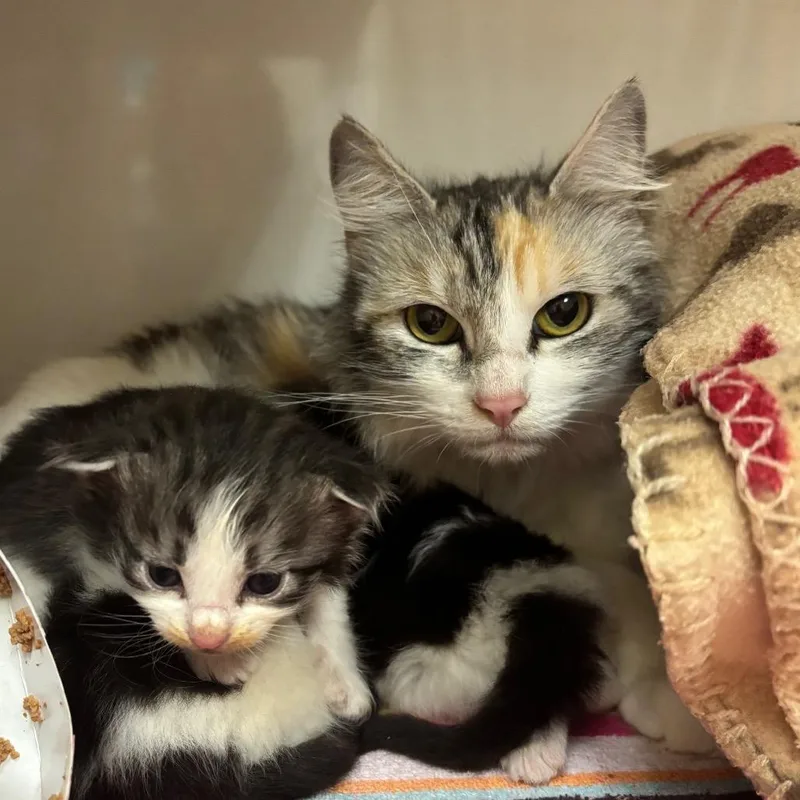 A young medium-sized female Calico Domestic Short Hair cat named Miley for adoption in Redwood City, CA