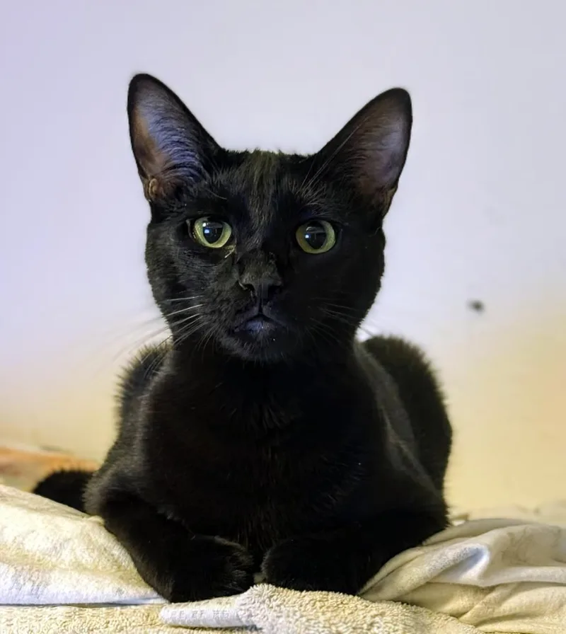 An adult medium-sized male Black Domestic Short Hair cat named Runner Sol Bonded To for adoption in Chandler, AZ