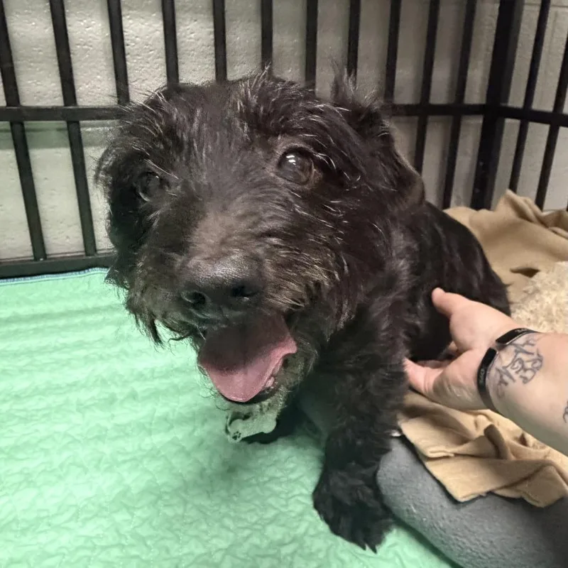 A senior small-sized male Black Schnauzer dog named Ruger for adoption in Washington, DC