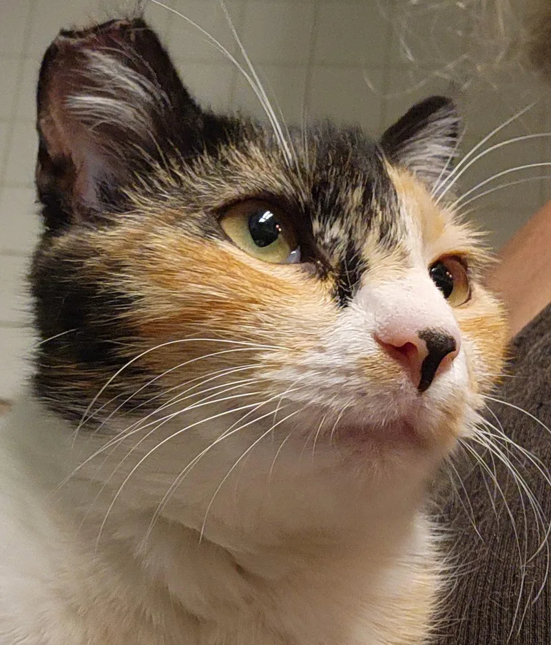 A baby small-sized female Domestic Short Hair cat named Jovi for adoption in Longwood, FL
