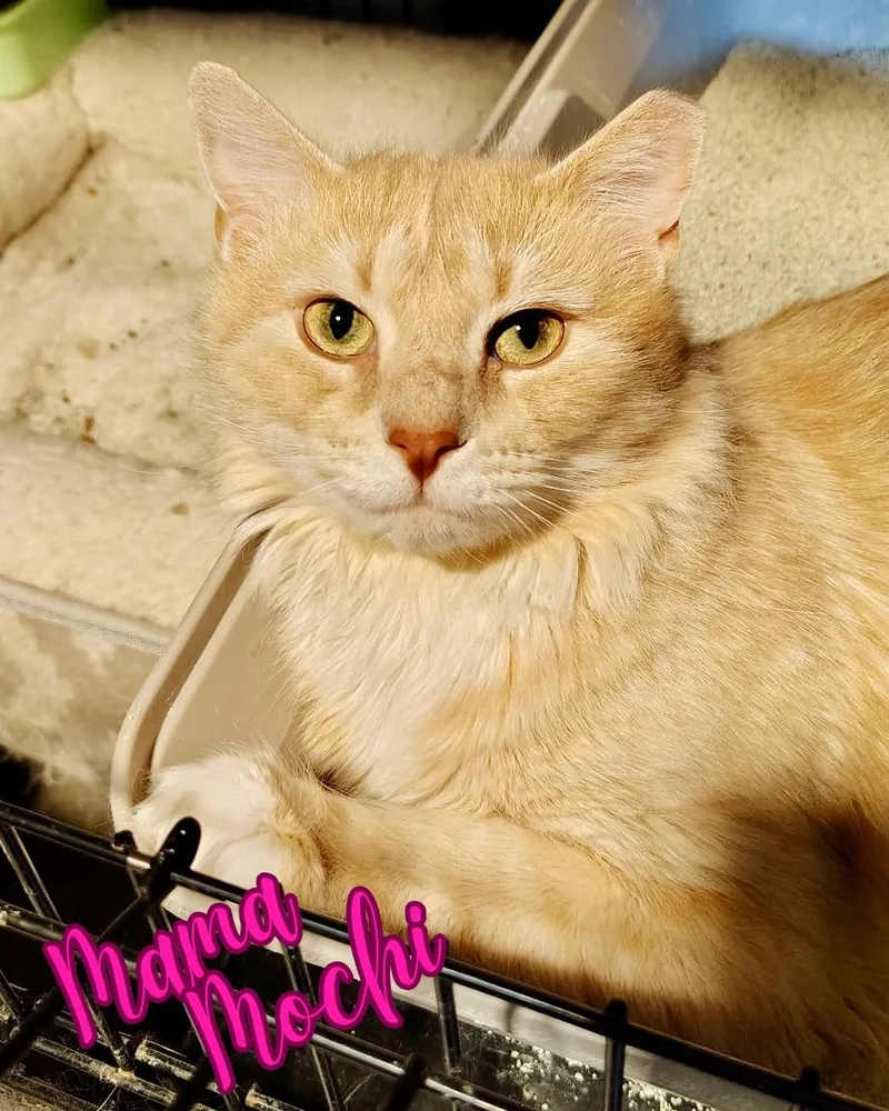 Mama Mochi thumbnail 2