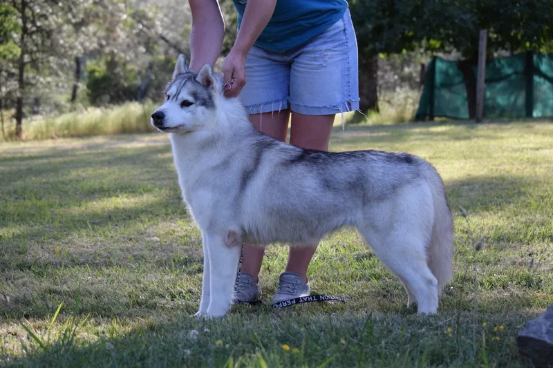 An adult medium-sized female Gray / Blue / Silver Siberian Husky dog named Cindy for adoption in Campbell, CA