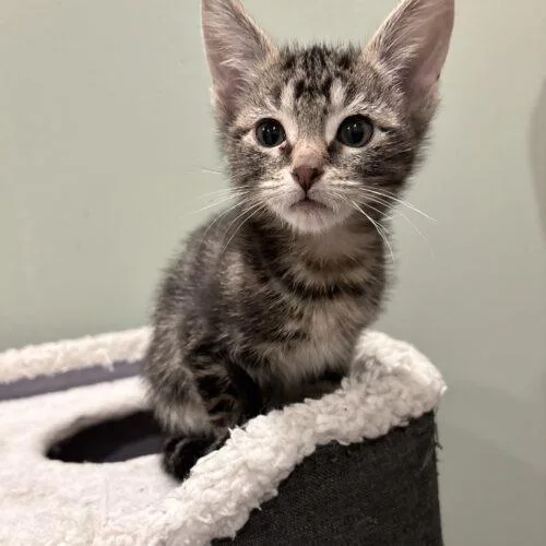 A baby small-sized male Tabby (Brown / Chocolate) Domestic Short Hair cat named Charlie for adoption in Kenosha, WI