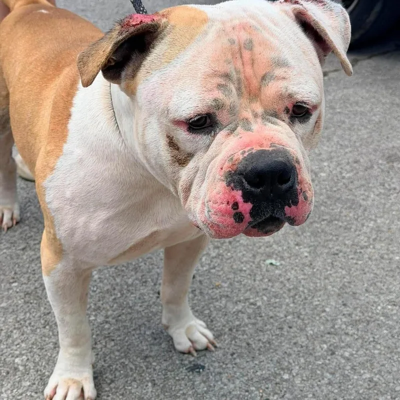 An adult large-sized male Yellow / Tan / Blond / Fawn Mixed Breed dog named Hoss for adoption in Huntington, WV