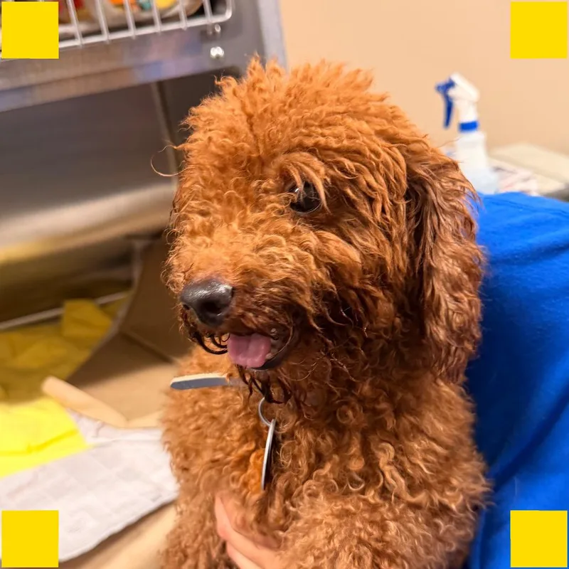 An adult medium-sized male Miniature Poodle dog named PM Alphie for adoption in Port Washington, NY