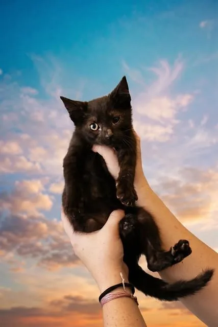 A baby small-sized male Domestic Medium Hair cat named Fetty Wap for adoption in Belleville, IL