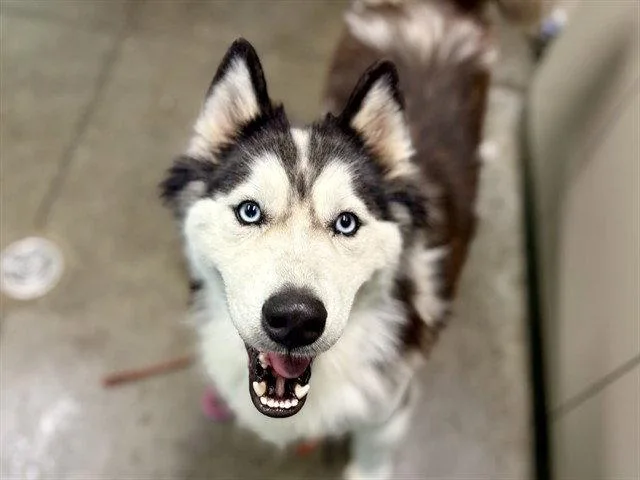 An adult large-sized male Husky dog named Grant for adoption in Tavares, FL