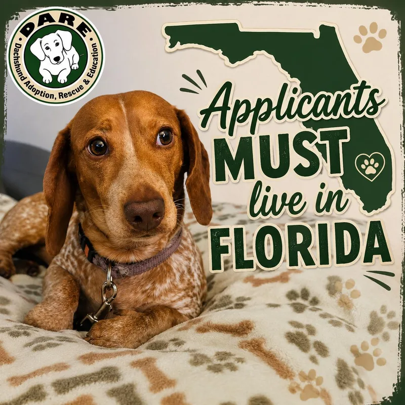 A young small-sized male Dachshund dog named Lincoln for adoption in Jacksonville, FL
