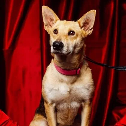 An adult medium-sized female White / Cream Mixed Breed dog named Lilly Bell for adoption in Houston, TX