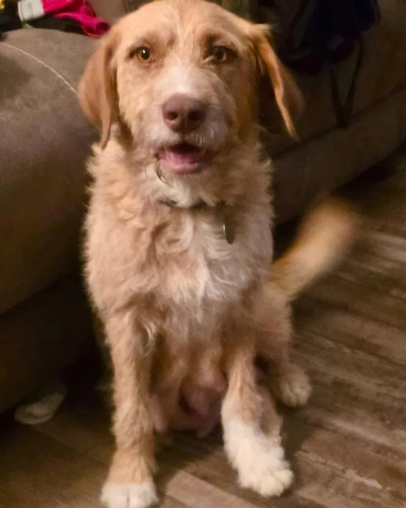 An adult medium-sized female Wheaten Terrier dog named Vought for adoption in Reno, NV