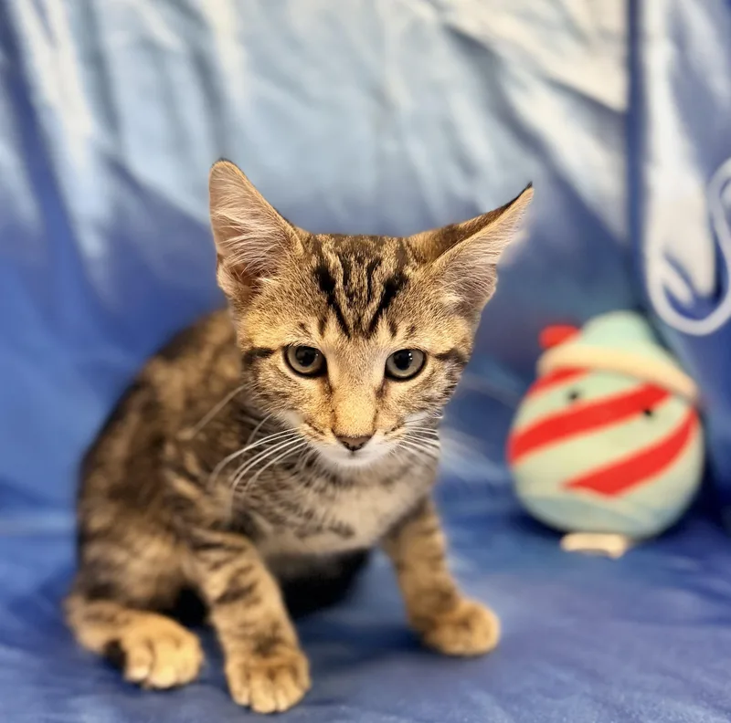 A baby medium-sized male Domestic Short Hair cat named Joey for adoption in Rowland Heights, CA