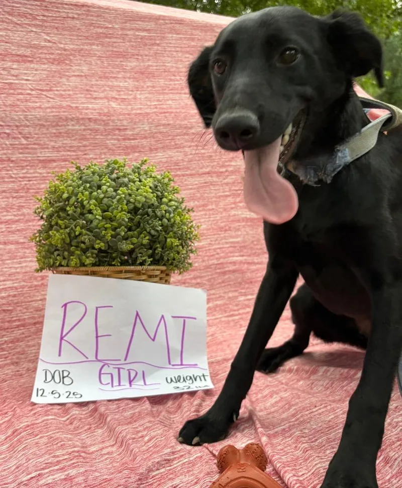 A baby medium-sized female Mixed Breed dog named Remi for adoption in Sharpsburg, GA