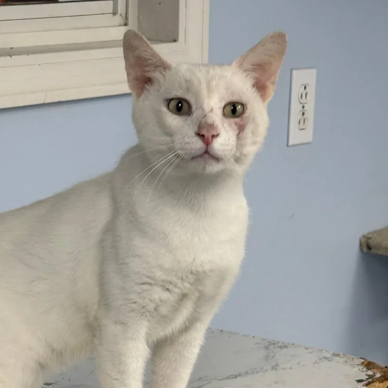 An adult medium-sized male White Domestic Short Hair cat named C Reb for adoption in Franklin, PA