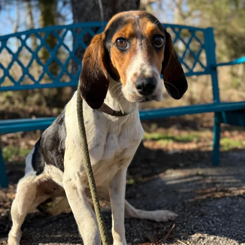 An adult medium-sized female White / Cream Foxhound dog named Beagle Bailey for adoption in LOXAHATCHEE, FL