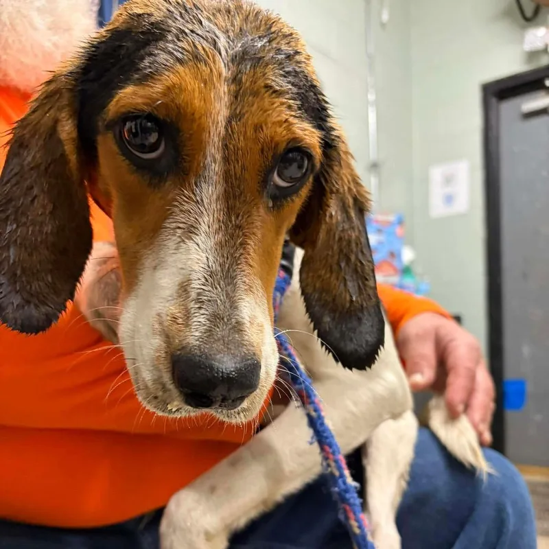 Beagle Bailey thumbnail 2