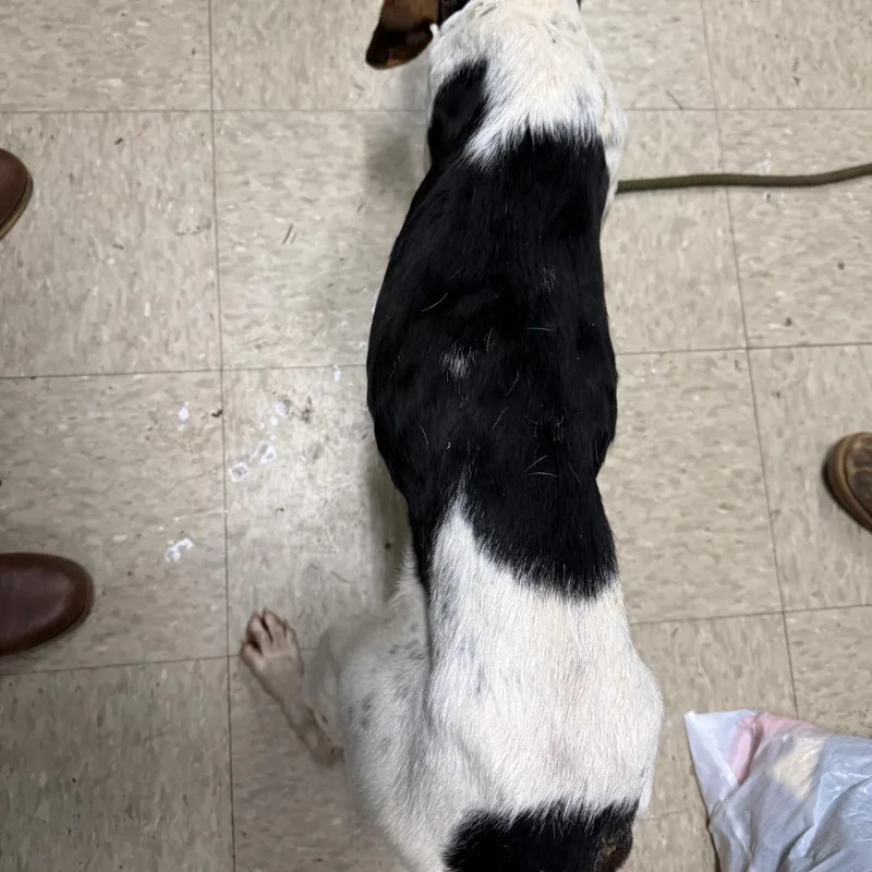 Beagle Bailey thumbnail 3