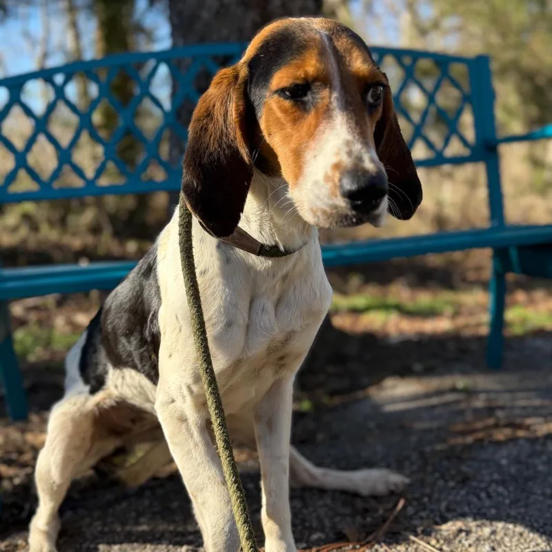 Beagle Bailey thumbnail 4