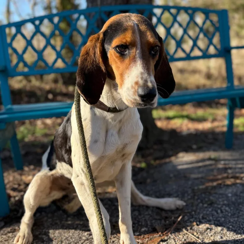 Beagle Bailey thumbnail 5