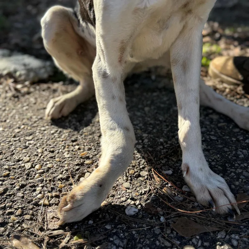 Beagle Bailey thumbnail 6